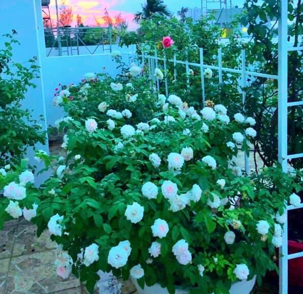 Bất ngờ về khu vườn 'trong mơ' trên sân thượng của gia đình Quyền Linh - ảnh 12