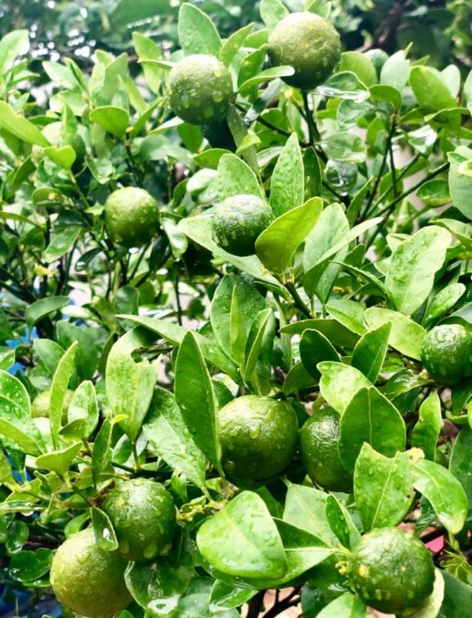 Bất ngờ về khu vườn 'trong mơ' trên sân thượng của gia đình Quyền Linh - ảnh 7