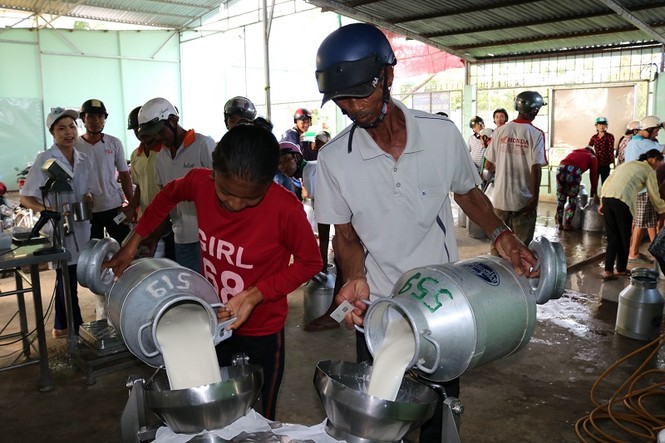 HTX bò sữa, nông dân, Sóc Trăng - ảnh 2