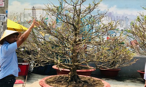 Nghề chơi mai khủng - ảnh 1