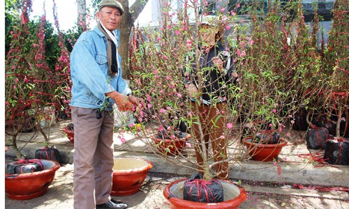 Nhà giàu ‘phố núi’ Đắc Lắk mê đào, bưởi ngoài Bắc - ảnh 1