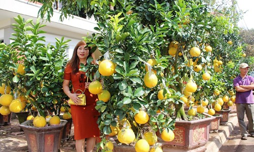 Nhà giàu ‘phố núi’ Đắc Lắk mê đào, bưởi ngoài Bắc - ảnh 2