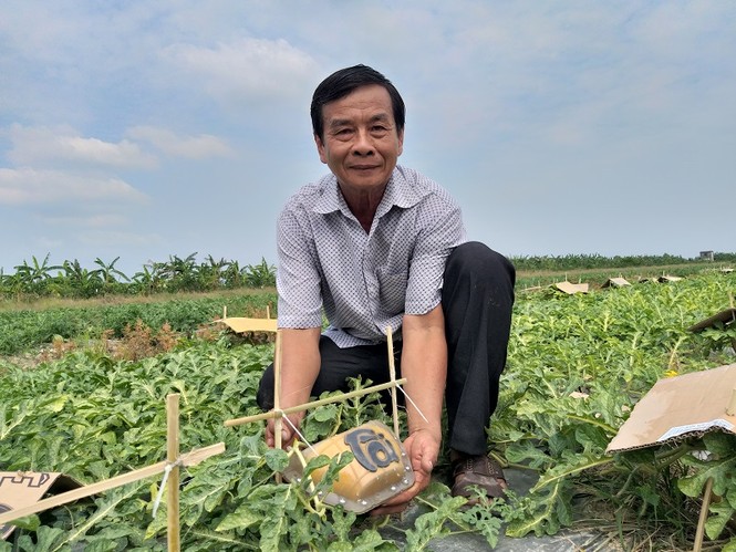 Dưa hấu thỏi vàng giá 600 ngàn đồng/trái vẫn hút người mua - ảnh 1