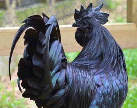 Không có giống gà nào trên thế giới có dáng vẻ qúy phái như Ayam Cemani, với màu đen từ chân, da, lông, mào, mỏ, mắt… cho đến thịt