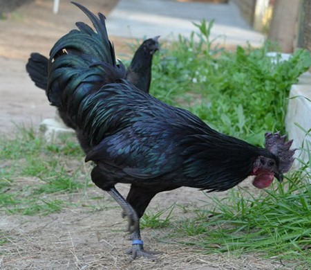 Mặc dù đắt như vậy, nhưng những chú gà Ayam Cemani vẫn rất đắt hàng