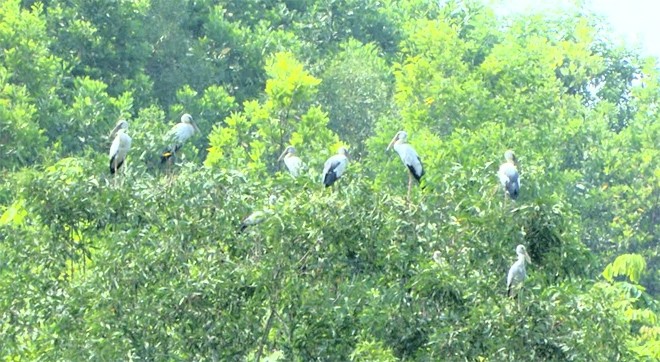 Loài cò nhạn quý hiếm trong Sách đỏ xuất hiện ở Quảng Trị - ảnh 1