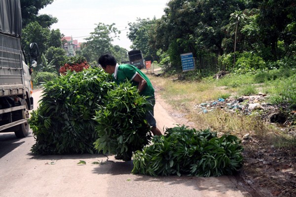 Bí ẩn người đầu cơ cả trăm tấn lá vải cho nước ngoài - ảnh 1