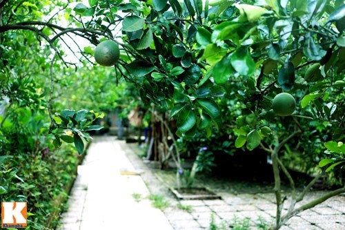 Nhà vườn rộng 10.000 m2 của diễn viên hài Giang 'Còi' - ảnh 17