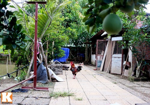 Nhà vườn rộng 10.000 m2 của diễn viên hài Giang 'Còi' - ảnh 19