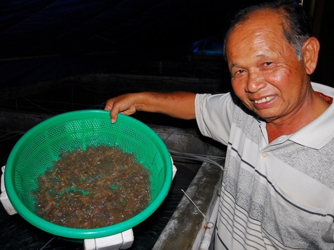 Tay trắng thu bạc tỷ nhờ nuôi ốc hương trên Đảo Ngọc - ảnh 2