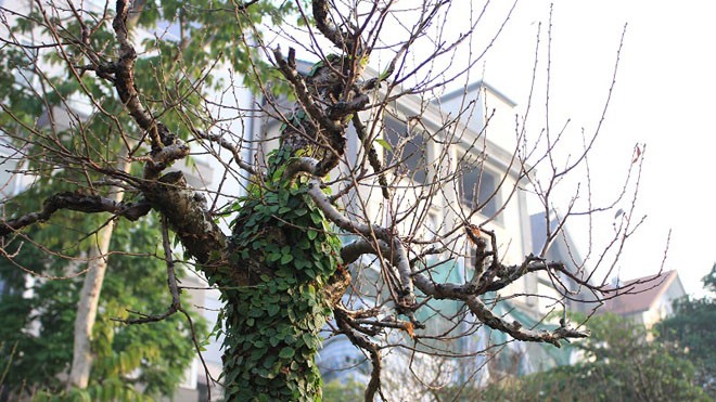 Đại gia chi trăm triệu 'săn' bạch đào chơi Tết - ảnh 5