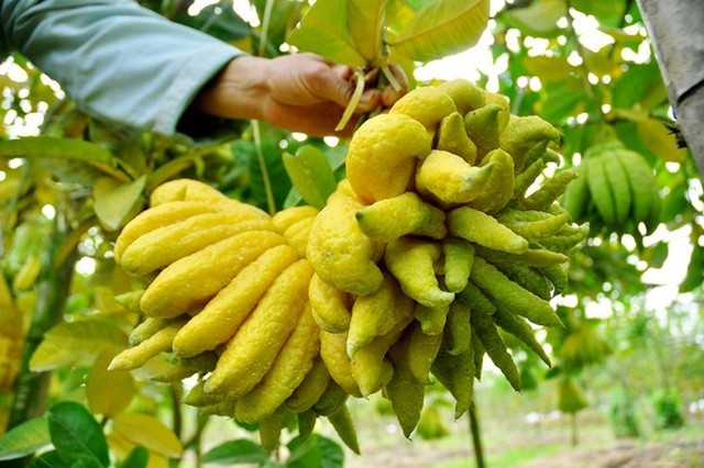 Sai lầm khi xử lý quả phật thủ, quất cảnh sau Tết - ảnh 1
