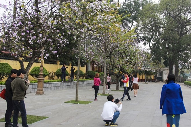 Sắc hoa ban Tây Bắc giữa Hà Nội - ảnh 10