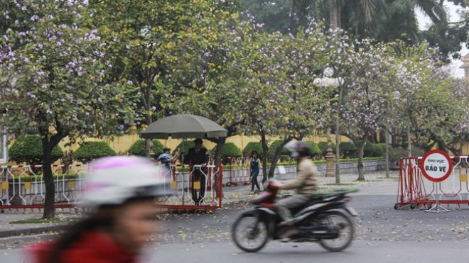 Sắc hoa ban Tây Bắc giữa Hà Nội - ảnh 1