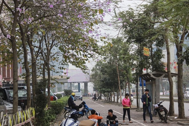 Sắc hoa ban Tây Bắc giữa Hà Nội - ảnh 3
