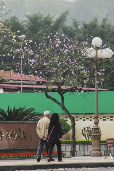Sắc hoa ban Tây Bắc giữa Hà Nội - ảnh 4