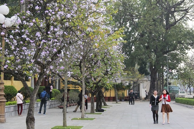 Sắc hoa ban Tây Bắc giữa Hà Nội - ảnh 5