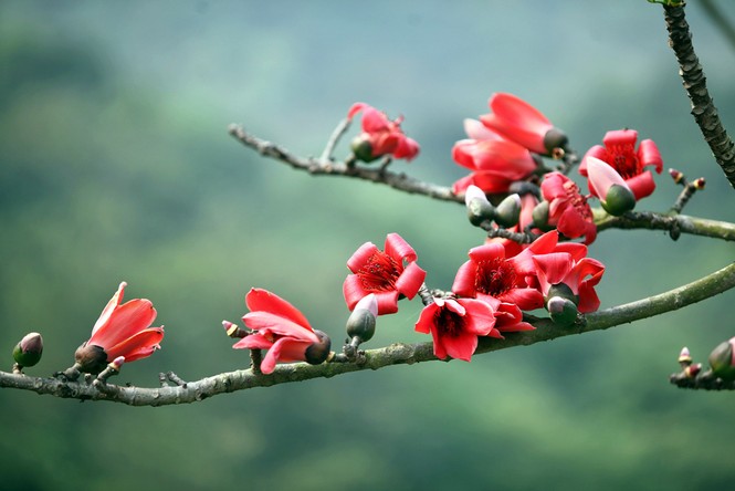 Trẩy hội chùa Hương mùa hoa gạo - ảnh 9