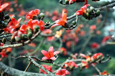 Trẩy hội chùa Hương mùa hoa gạo - ảnh 11