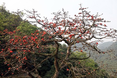 Trẩy hội chùa Hương mùa hoa gạo - ảnh 2