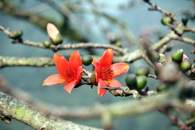 Trẩy hội chùa Hương mùa hoa gạo - ảnh 6