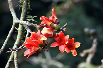 Trẩy hội chùa Hương mùa hoa gạo - ảnh 8