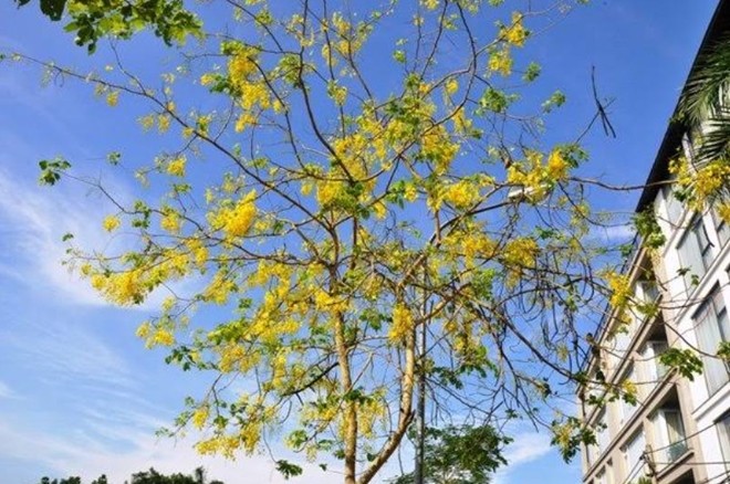 Hà Nội rực vàng mùa hoa Muồng hoàng yến - ảnh 10