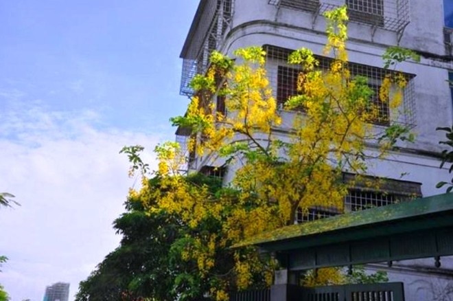 Hà Nội rực vàng mùa hoa Muồng hoàng yến - ảnh 11