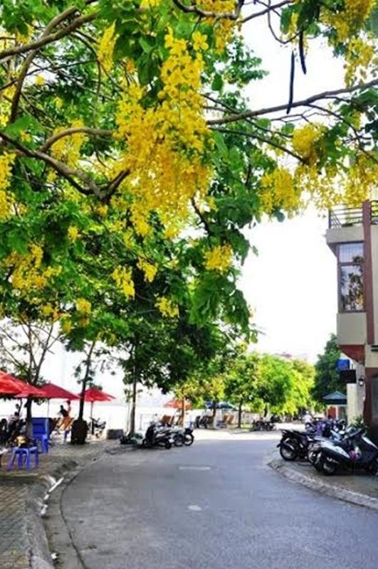 Hà Nội rực vàng mùa hoa Muồng hoàng yến - ảnh 12