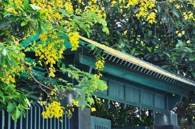 Hà Nội rực vàng mùa hoa Muồng hoàng yến - ảnh 2