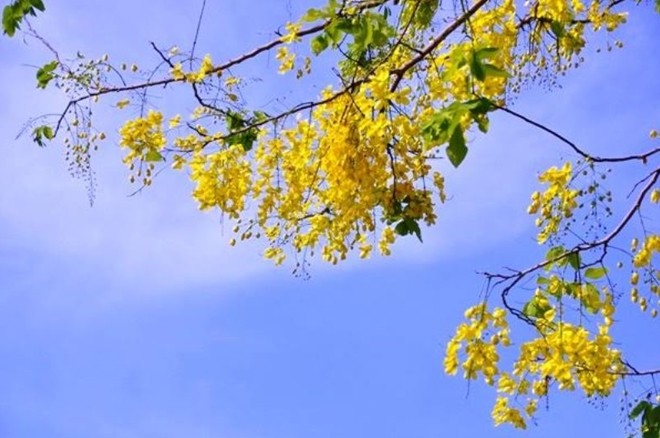 Hà Nội rực vàng mùa hoa Muồng hoàng yến - ảnh 3