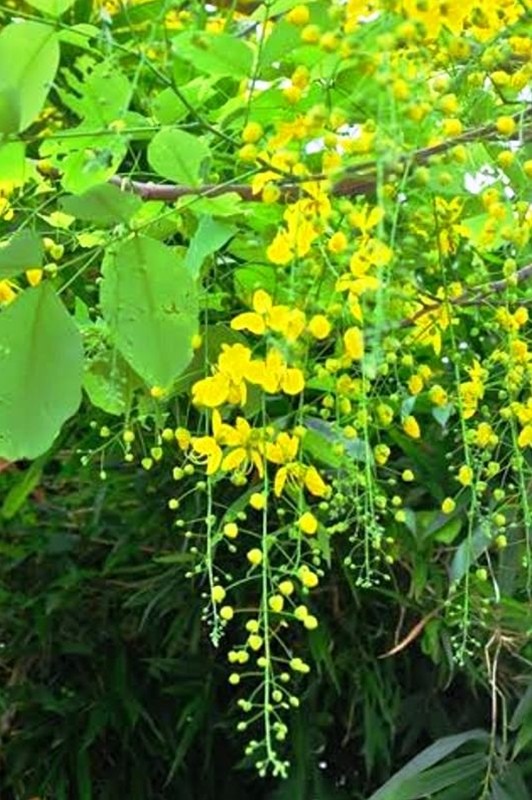 Hà Nội rực vàng mùa hoa Muồng hoàng yến - ảnh 5