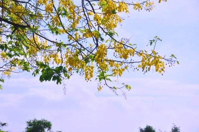 Hà Nội rực vàng mùa hoa Muồng hoàng yến - ảnh 6