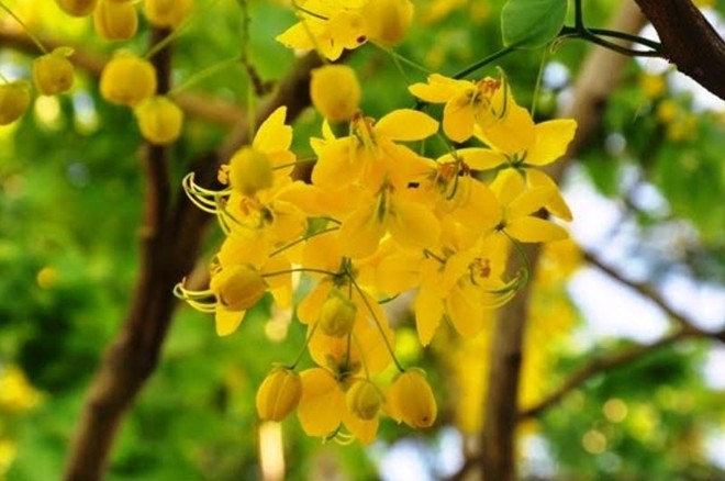 Hà Nội rực vàng mùa hoa Muồng hoàng yến - ảnh 8