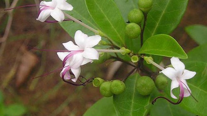 Bài thuốc quý chữa nhiều bệnh từ cây ngọc nữ biển - ảnh 1