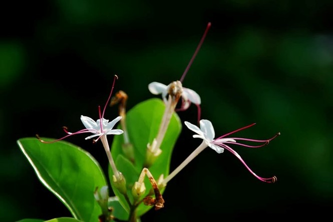Bài thuốc quý chữa nhiều bệnh từ cây ngọc nữ biển - ảnh 5