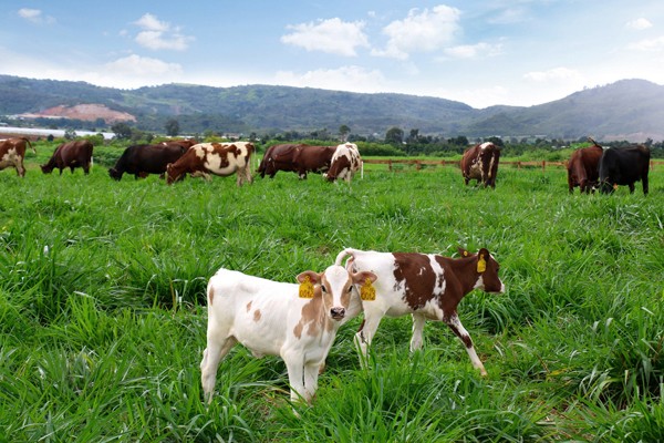 Sắp khánh thành trang trại bò sữa Organic chuẩn Châu Âu đầu tiên tại Việt Nam - ảnh 3