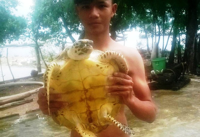 TT-Huế: Liên tiếp phát hiện rùa biển quý lạc vào đầm phá - ảnh 1