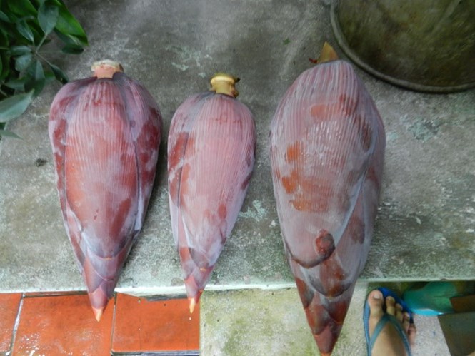 Cách dùng hoa chuối chữa nhiều bệnh hiệu quả bất ngờ - ảnh 1