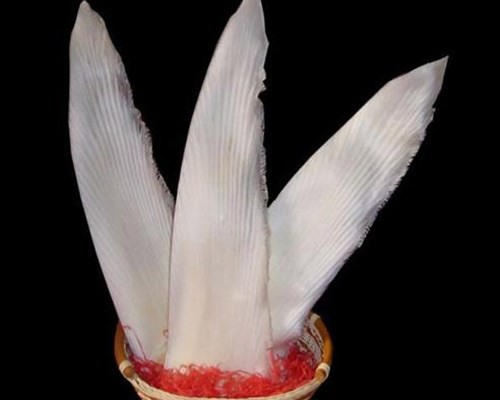 Cách dùng một số loại vây cá trị bệnh - ảnh 4