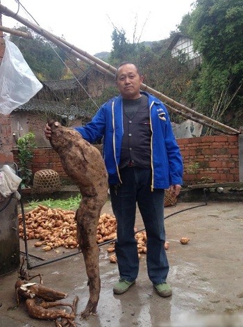 'Vua sắn dây' dài 1,4 mét giống hình chân người - ảnh 1