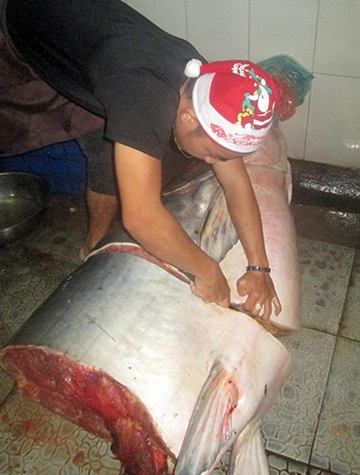 Cá tra dầu 230 kg mắc lưới ngư dân trên sông Mekong - ảnh 1