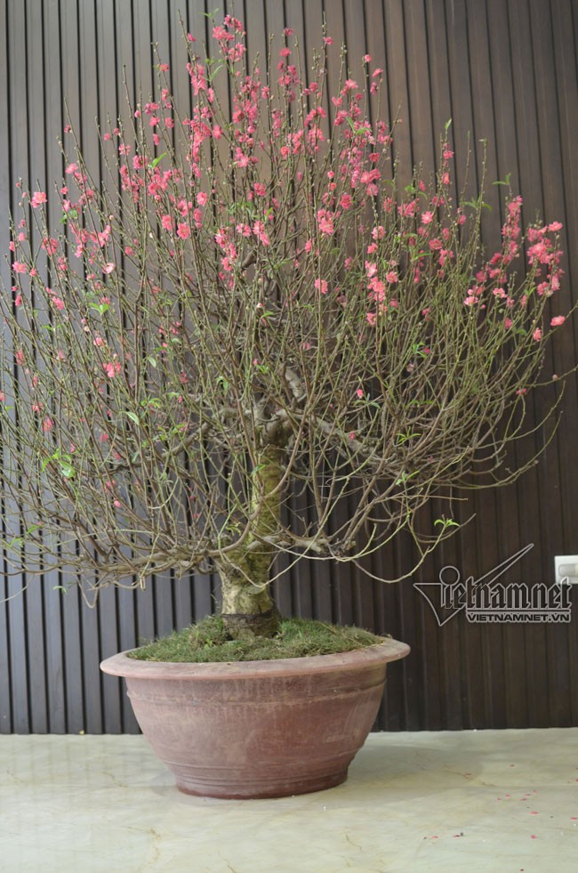 nhà quang tèo - ảnh 4