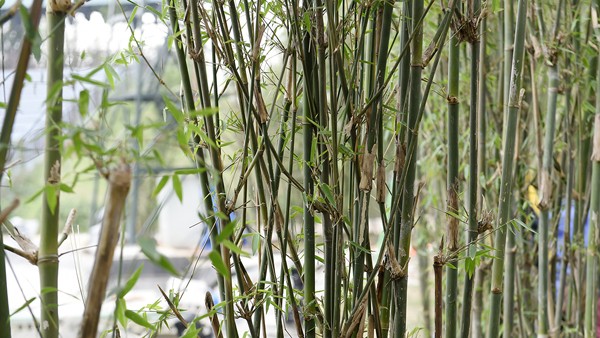 Khu nghỉ dưỡng có biển nhân tạo giữa Hà Nội của 'chúa đảo' Tuần Châu - ảnh 7