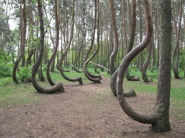 15 chuyện lạ có thật chứng minh trái đất vô cùng bí ẩn - ảnh 14