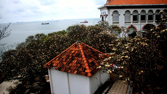 Rừng hoa sứ nơi vua Thành Thái bị giam lỏng nở hoa tuyệt đẹp - ảnh 1