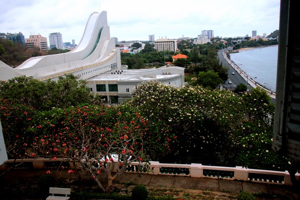 Rừng hoa sứ nơi vua Thành Thái bị giam lỏng nở hoa tuyệt đẹp - ảnh 3