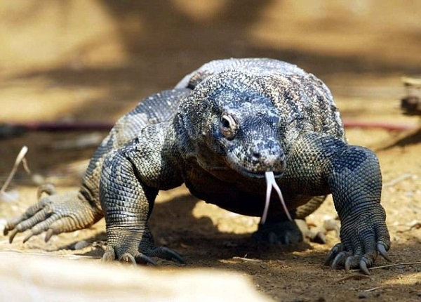 Rồng Komodo tấn công dã man du khách đang chụp ảnh 'tự sướng' - ảnh 2