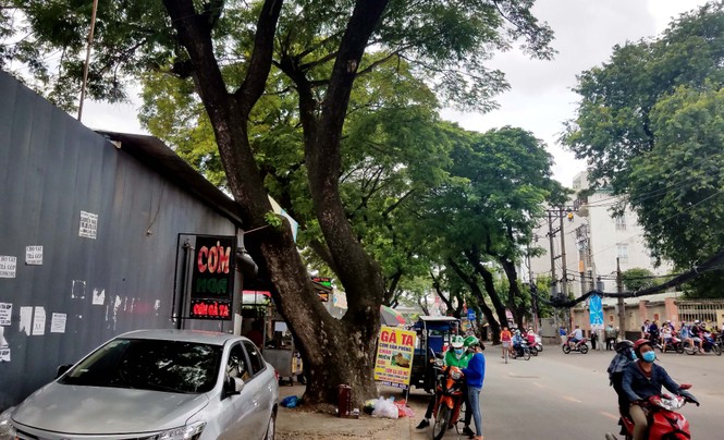 Cận cảnh hàng cây xanh mướt sắp bị di dời, đốn hạ ở TPHCM - ảnh 4