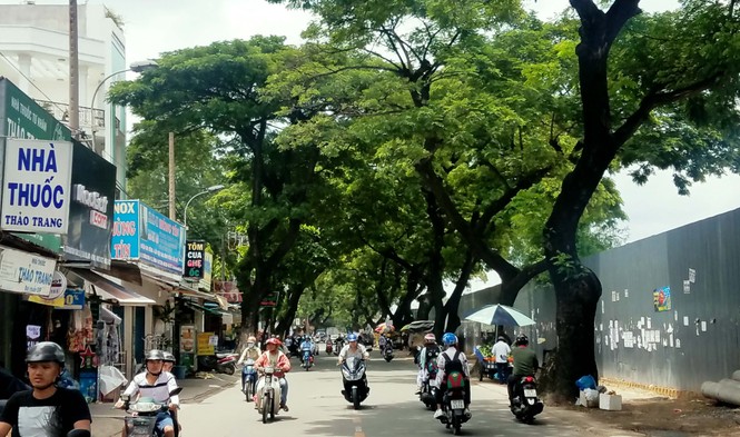 Cận cảnh hàng cây xanh mướt sắp bị di dời, đốn hạ ở TPHCM - ảnh 7